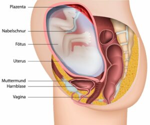 anatomie schwangerschaft