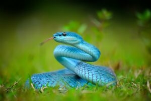 eine blaue viper liegt im gras